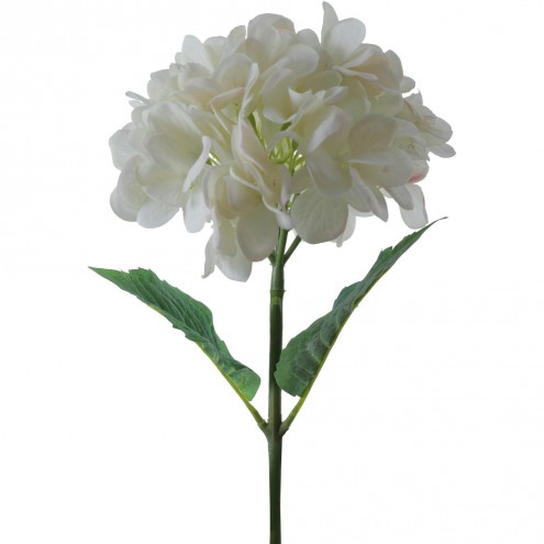 Hortensia Blanca