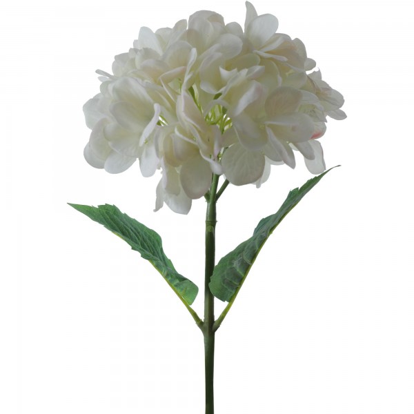 Hortensia Blanca