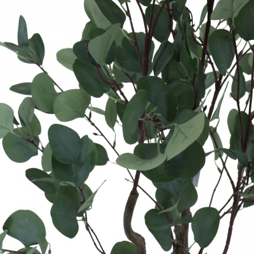 Planta Eucaliptus con Pote 2